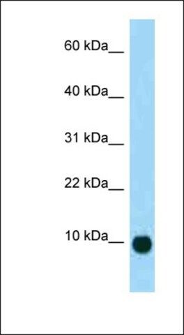 Anti-SCT antibody produced in rabbit