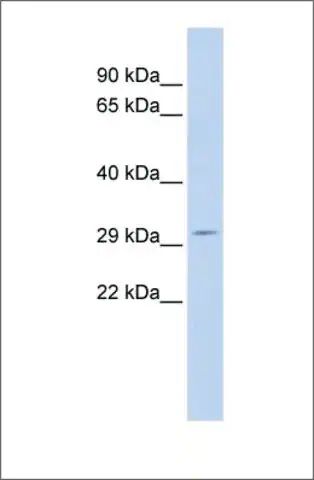 Anti-SCOTIN antibody produced in rabbit