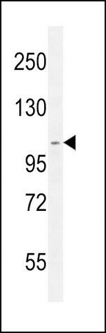 ANTI-SCARF2 (C-TERM) antibody produced in rabbit