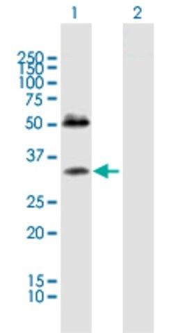 Anti-SDC4 antibody produced in mouse