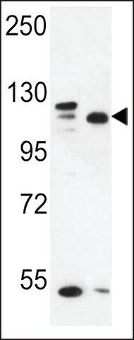 ANTI-SEC24C (CENTER) antibody produced in rabbit