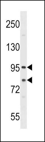 ANTI-SEC23A (CENTER) antibody produced in rabbit