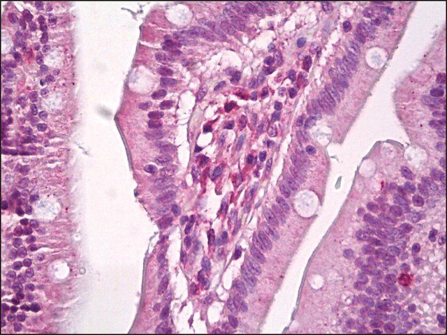 Anti-SCUBE3 antibody produced in rabbit