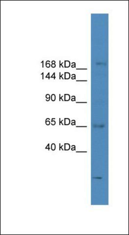 Anti-SCAPER antibody produced in rabbit