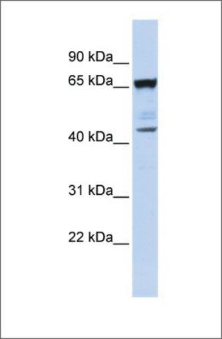 Anti-SCML4 antibody produced in rabbit