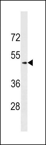 ANTI-SCG3 (C-TERM) antibody produced in rabbit