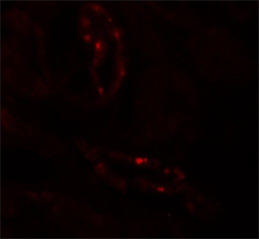 Anti-SCUBE3 antibody produced in rabbit