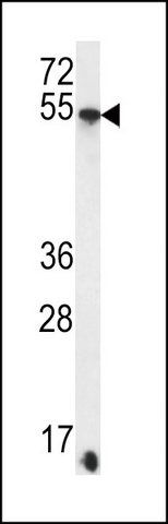 ANTI-SDC3 (C-TERM) antibody produced in rabbit