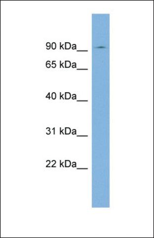 Anti-SEC63, (N-terminal) antibody produced in rabbit