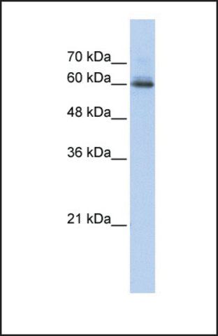 Anti-SEMA4F, (N-terminal) antibody produced in rabbit