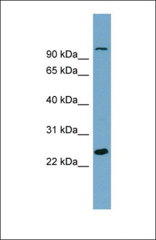 Anti-SEMA3D antibody produced in rabbit