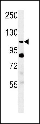 ANTI-SEMAPHORIN 5A (S106) antibody produced in rabbit