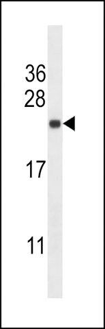 ANTI-SEC22B (CENTER) antibody produced in rabbit