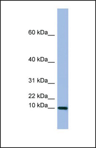 Anti-SEMG1 antibody produced in rabbit