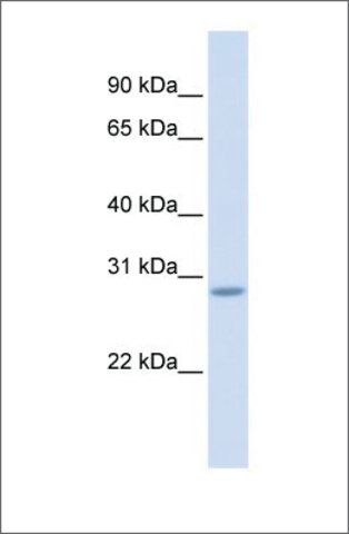 Anti-SCRT2 antibody produced in rabbit