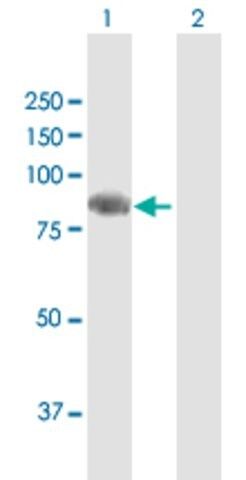 Anti-SEMA4F antibody produced in mouse