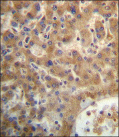 ANTI-SEC14L4 (N-TERM) antibody produced in rabbit