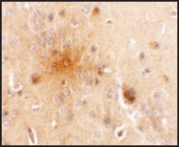 Anti-SEC62 antibody produced in rabbit