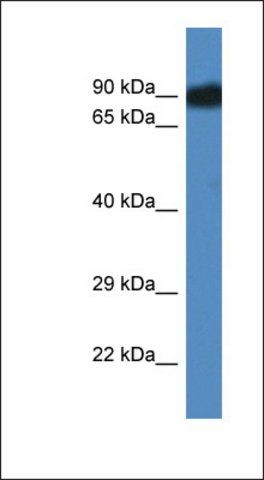 Anti-SCYL3 antibody produced in rabbit