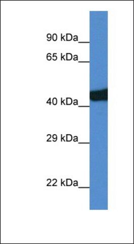 Anti-SEC14L3 antibody produced in rabbit