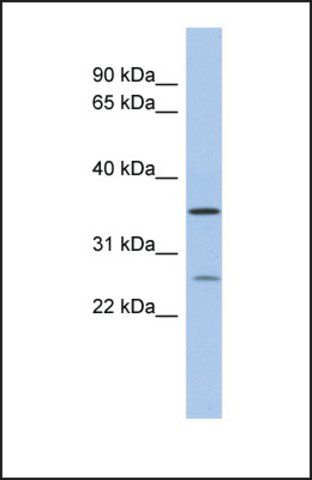 Anti-SDR-O antibody produced in rabbit