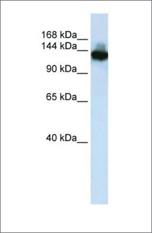 Anti-SCAND3 antibody produced in rabbit