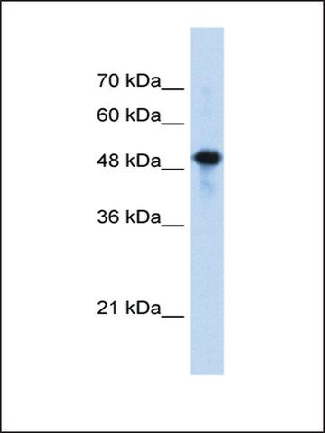 Anti-SEPT10 antibody produced in rabbit