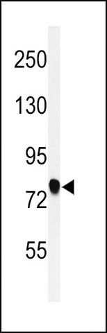 ANTI-SEMA3C (C-TERM) antibody produced in rabbit