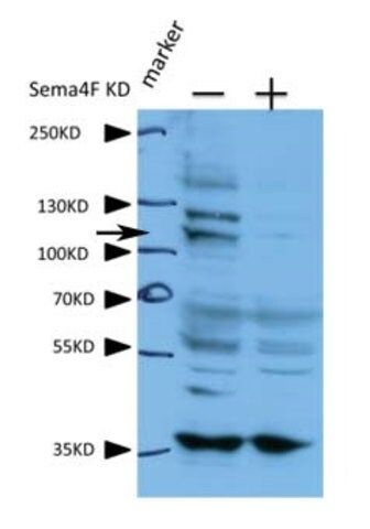 Anti-SEMA4F, (N-terminal) antibody produced in rabbit