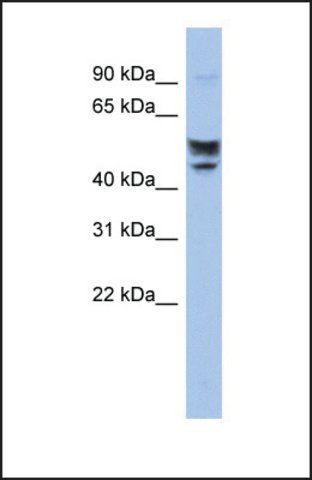 Anti-SERINC2, (N-terminal) antibody produced in rabbit