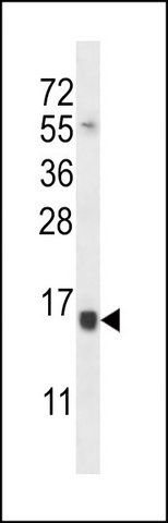 ANTI-SELK (CENTER) antibody produced in rabbit