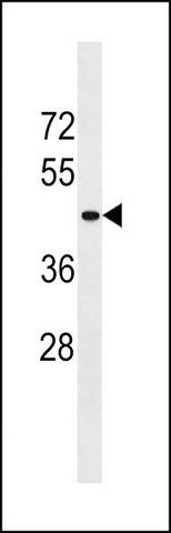 ANTI-SERPINB11 (CENTER) antibody produced in rabbit