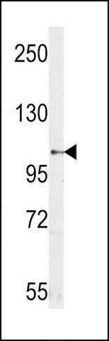 ANTI-SEMA5A (N-TERM) antibody produced in rabbit