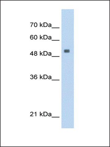 Anti-SerBP1 (AB2) antibody produced in rabbit