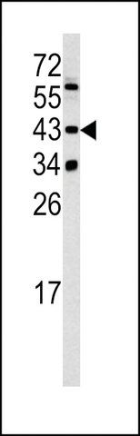 ANTI-SETD8 (CENTER) antibody produced in rabbit