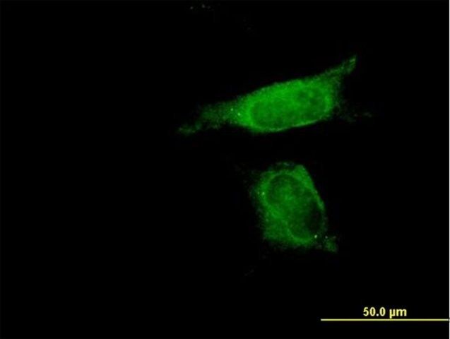 Anti-SENP8 antibody produced in mouse