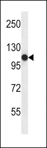 ANTI-SEMA4C (C-TERM) antibody produced in rabbit