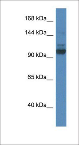 Anti-SEC31A antibody produced in rabbit