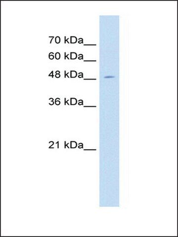 Anti-SEMG1 (AB2) antibody produced in rabbit