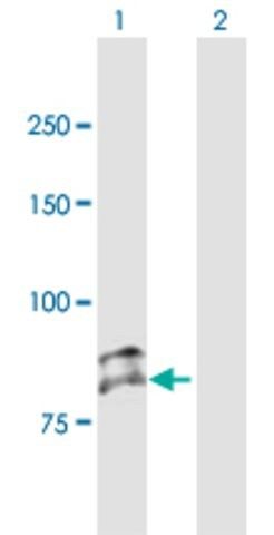 Anti-SEMA3G antibody produced in mouse