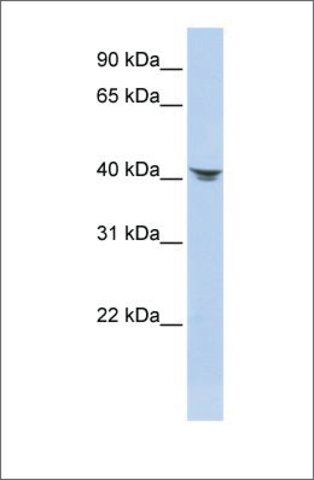 Anti-SEPT2 (ab1) antibody produced in rabbit