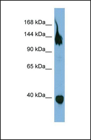 Anti-SEMA6A antibody produced in rabbit