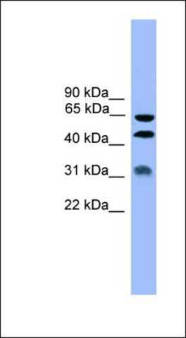 Anti-SERPINA4 antibody produced in rabbit