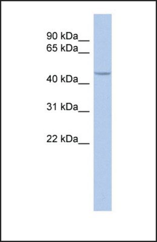 Anti-Sirt7 antibody produced in rabbit