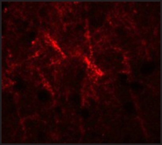 Anti-SIPA1 antibody produced in rabbit