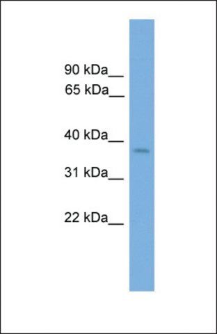 Anti-SIX3, (C-terminal) antibody produced in rabbit