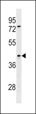 ANTI-SIRPB2(C-TERMINAL) antibody produced in rabbit