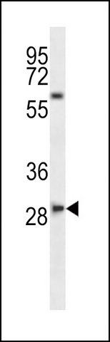 ANTI-SLAMF8 (C-TERM) antibody produced in rabbit