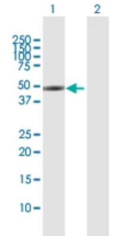 Anti-SLC16A1 antibody produced in rabbit