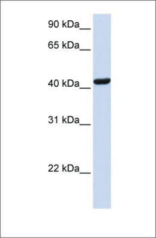 Anti-SKAP1 antibody produced in rabbit